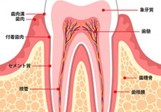 骨を再生してインプラント治療を可能に!? GBR法の特徴とは