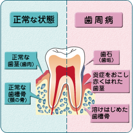 歯の基礎知識